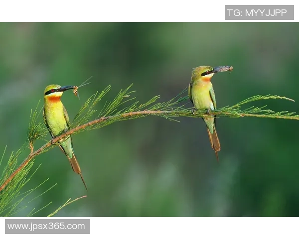 牙医姚明明:用微笑与专业守护每一颗牙齿的健康与美丽